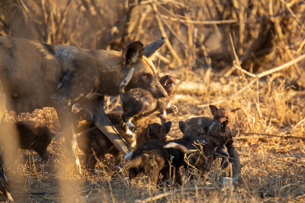 African wild dog mother carrying a pup while surrounded by playful young puppies in a dry savanna habitat during golden evening light.