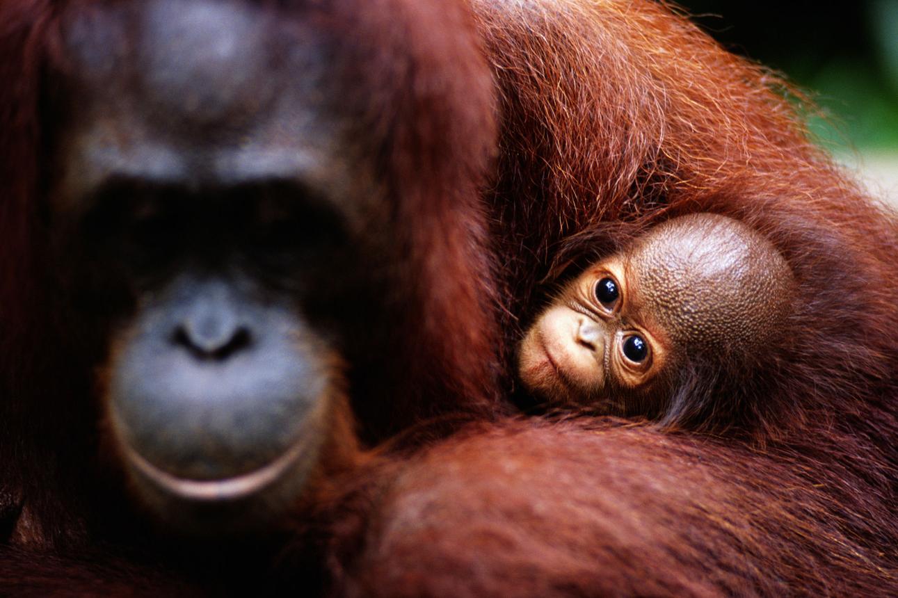 Baby orangutan peeking out from its mother’s reddish-brown fur in a tropical rainforest, showing a close bond between mother and infant.
