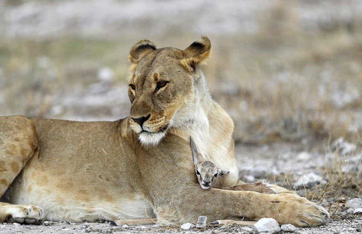 A lioness lies on a dry, rocky plain while gently sheltering a small antelope calf beneath her front leg. The calf peeks out from under the lioness's chest, creating a striking and unusual scene of apparent protection between predator and prey. The background is softly blurred, emphasizing the animals in the foreground.