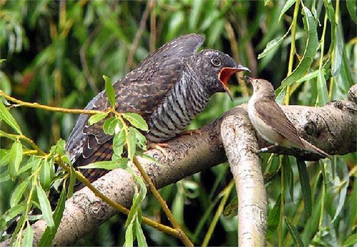 Bird feeding a cuckoo chick inside a nest