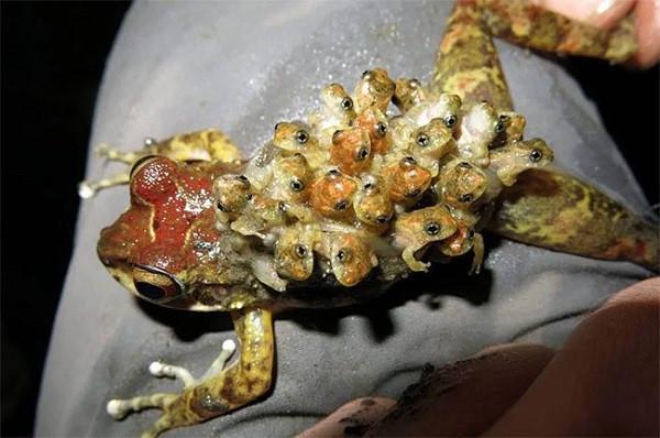Close-up of a female Surinam toad underwater, showing numerous developing young embedded in specialized pockets across her back, illustrating the species' unique reproductive strategy where offspring mature within the mother's skin before emerging as fully formed toadlets.