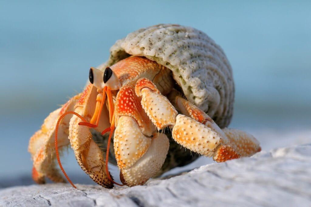 Colorful hermit crab using an abandoned shell as a portable shelter.
