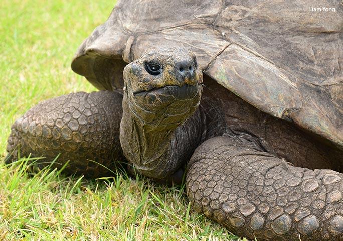 Jonathan, the world's oldest known living land animal, a giant tortoise living on Saint Helena Island and surviving for nearly two centuries.