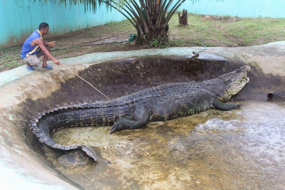 Extraordinary animals that are either much larger or much smaller than their species, including giant rabbits, enormous crocodiles, miniature horses, tiny dogs, and other unusual creatures.