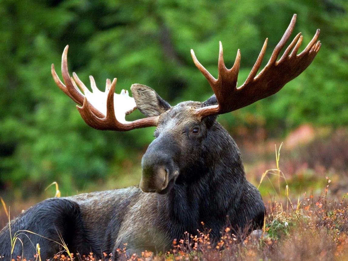 Massive wild animals photographed deep in remote forests by hikers, wildlife photographers, and conservation researchers.
