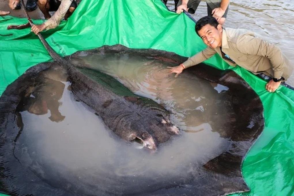 Giant freshwater stingray swimming in a river ecosystem
