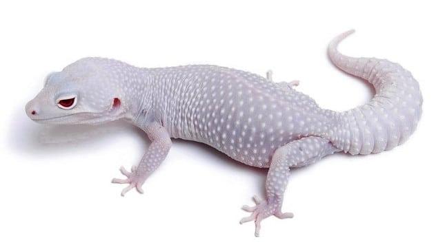Albino lizard close-up highlighting its pale scales and red eyes