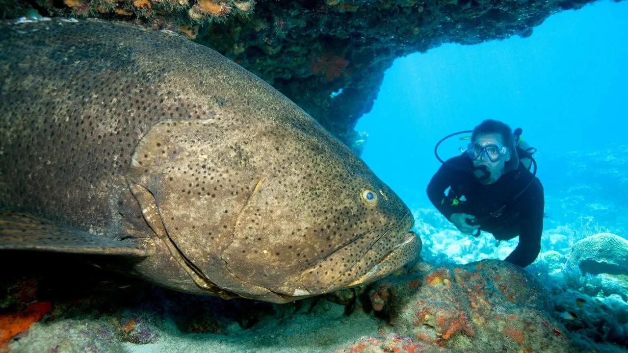 A giant grouper fish swimming near coral reefs, showing its enormous size compared to divers and other fish.