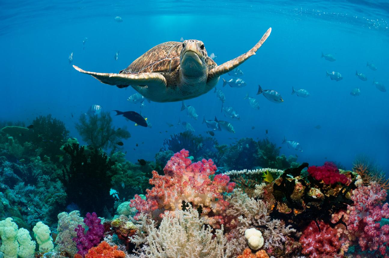Green sea turtle swimming through a coral reef habitat in the tropical ocean.