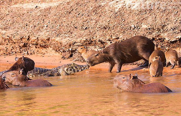 Capybara surrounded by small animals without conflict.