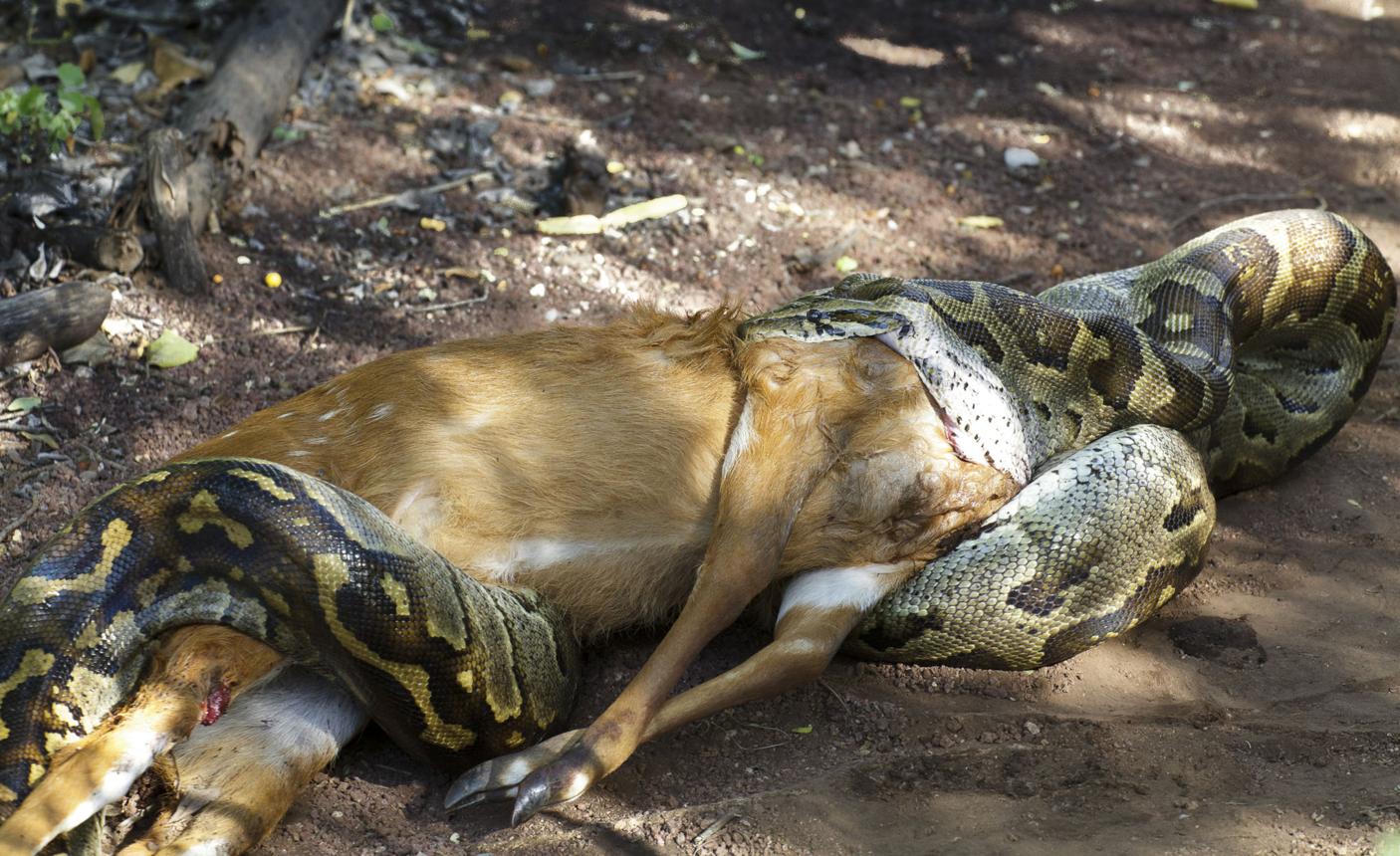 A collection of unusual animals consuming prey surprisingly larger than their own bodies.