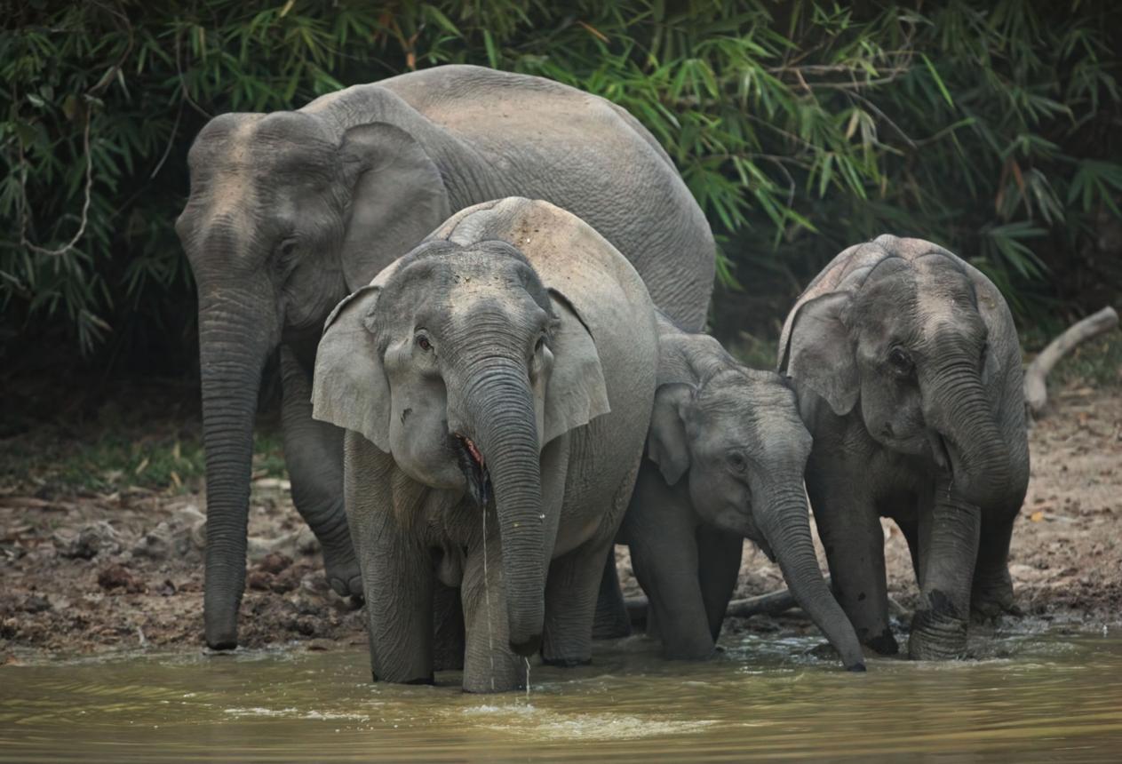 Asian elephant in natural habitat — Asian Elephant section
