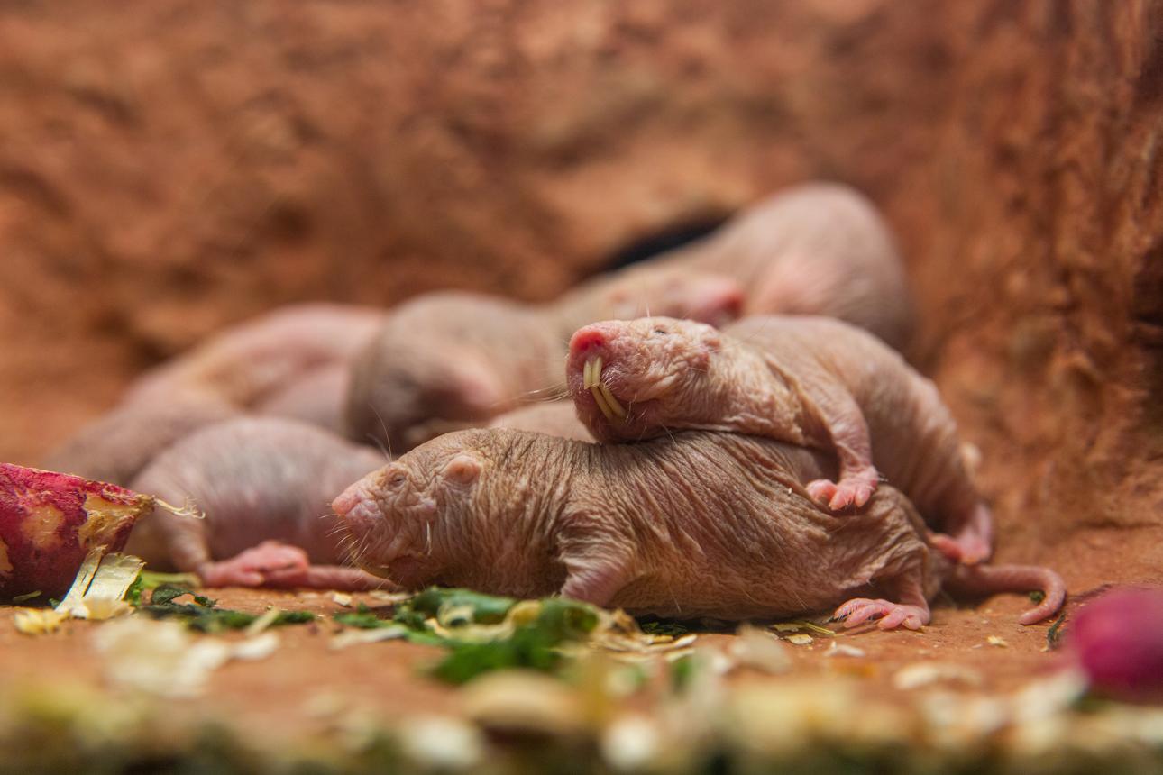 Group of newborn naked mole rats huddled together inside an underground burrow shortly after birth.