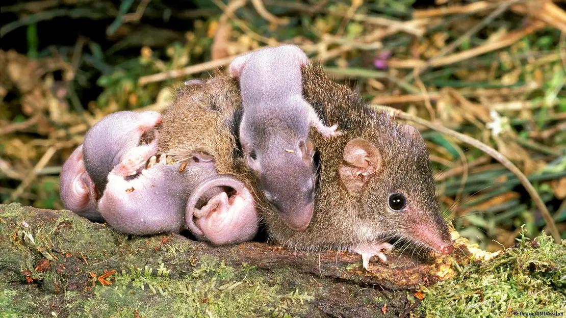 Remarkable animal parents that sacrifice their lives or risk death to protect and raise their young.