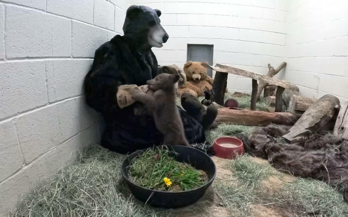 Mother dog nursing an orphaned baby rabbit beside her puppies