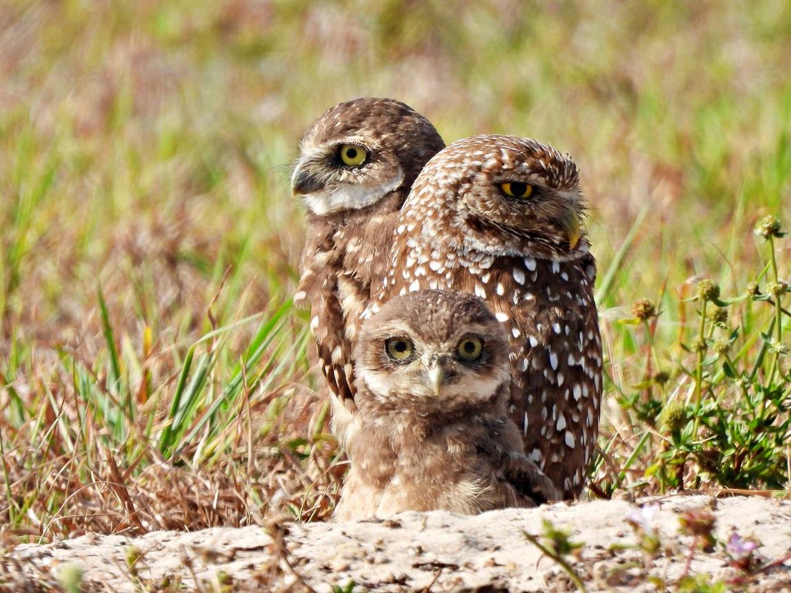 Burrowing owl parents standing behind a young owl chick near the entrance of their ground nest in a grassy field.