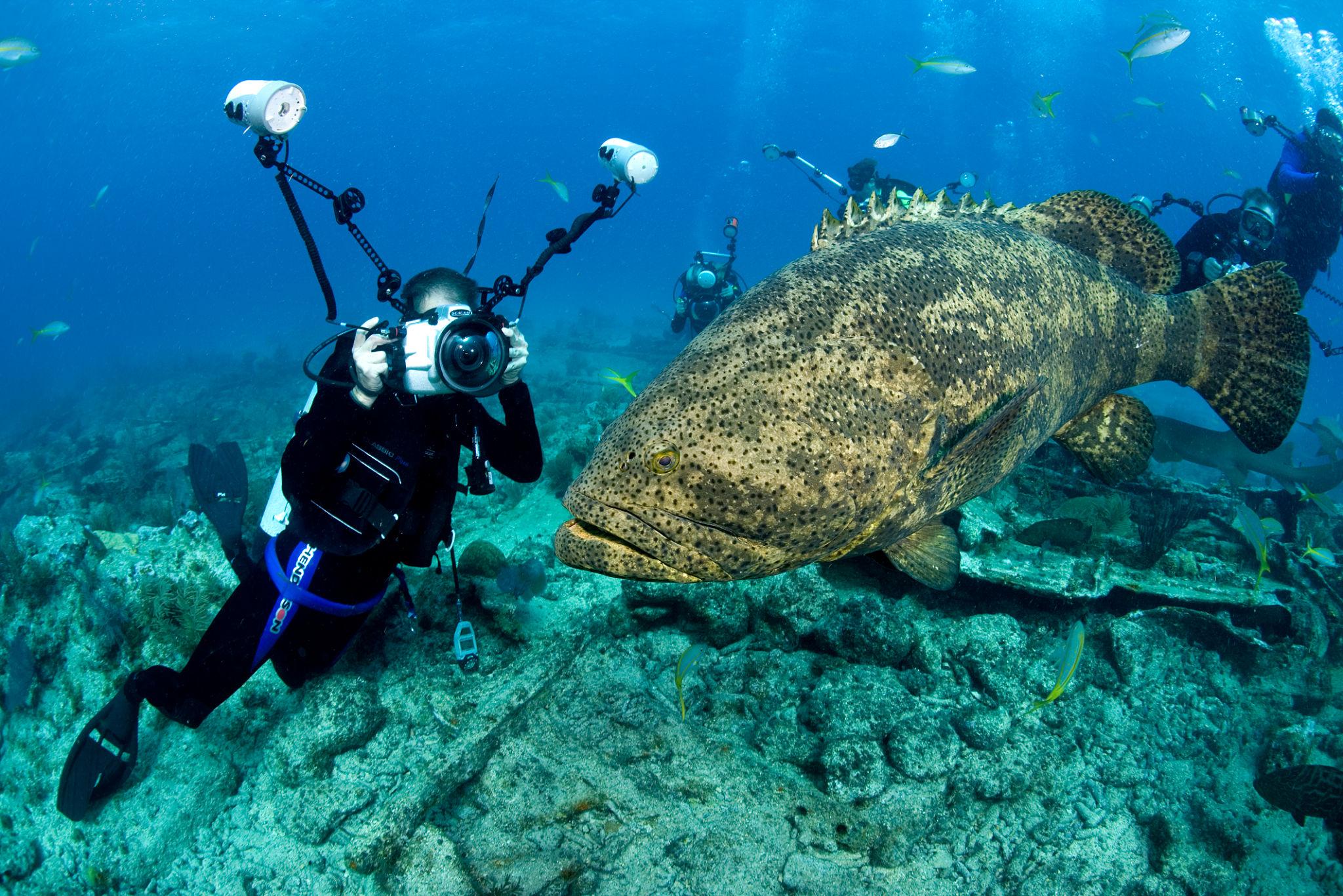Massive goliath grouper ambushing and swallowing a large fish underwater.