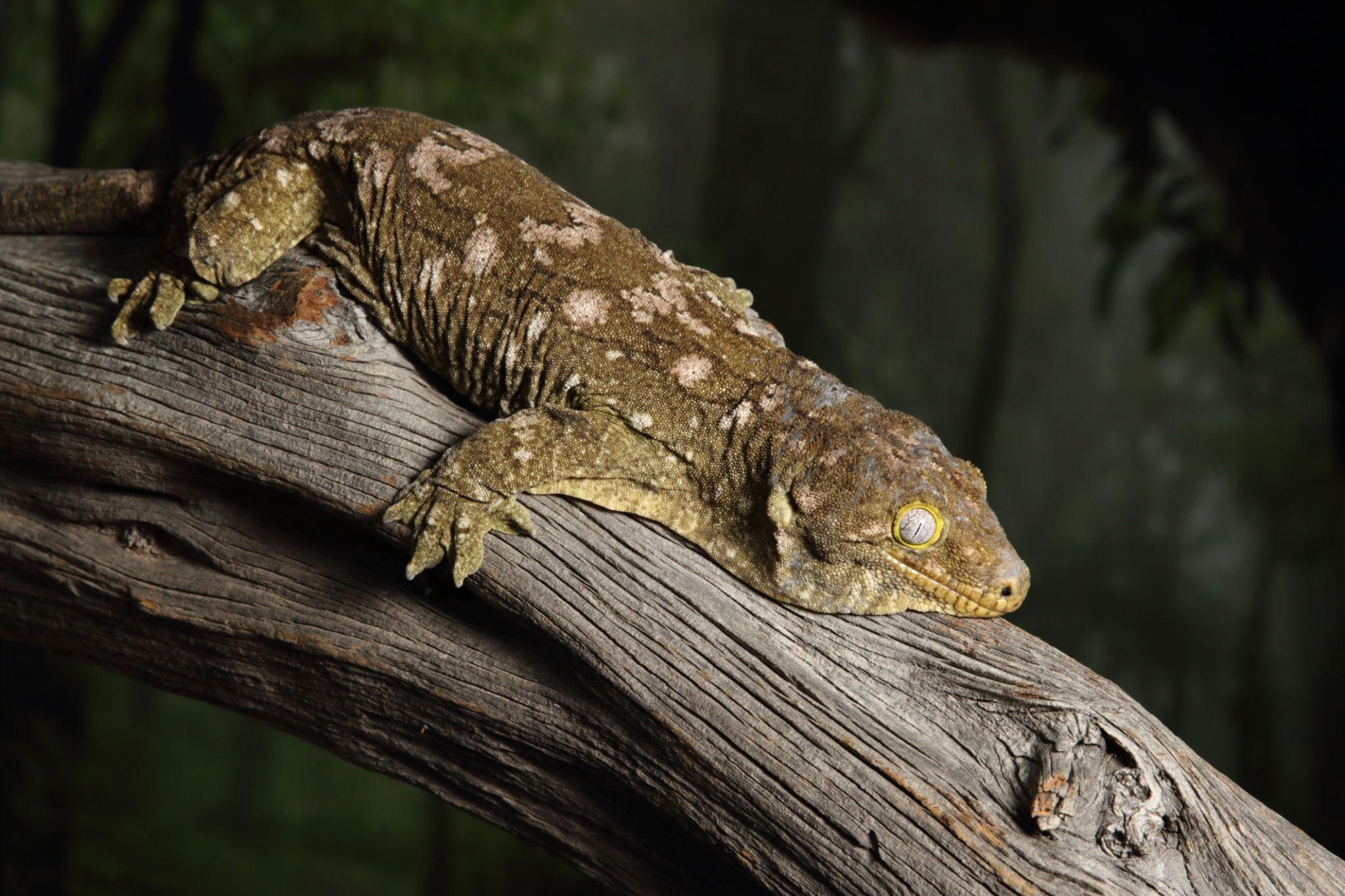 The world's largest gecko, giant centipede, and Goliath frog displayed in their natural habitats, showcasing their extraordinary size.