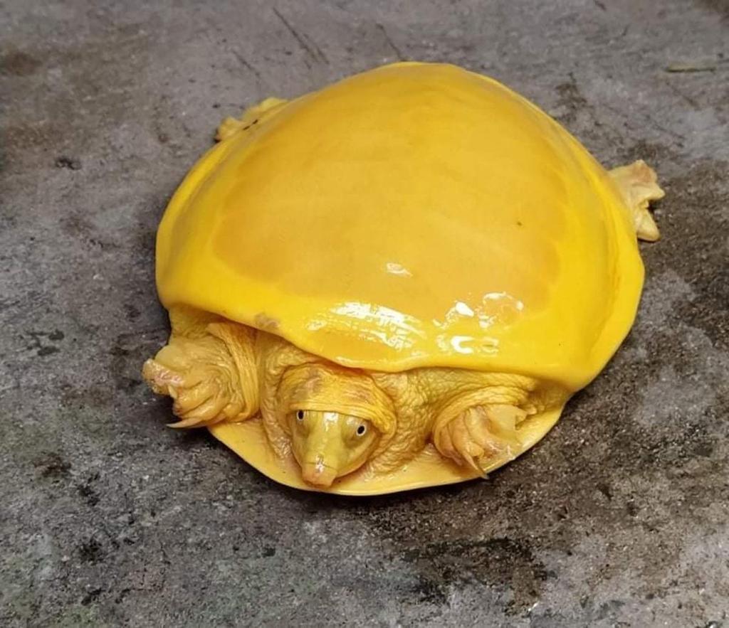 Rare yellow turtle displaying unusual bright shell and skin coloration.