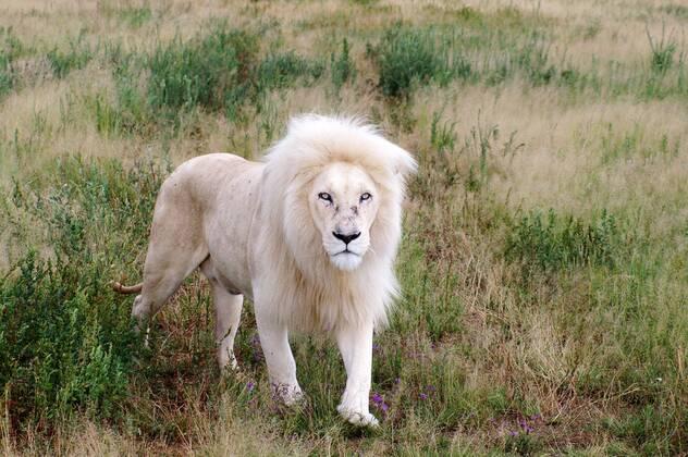 Rare white lion displaying an unusual genetic color variation.