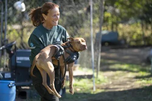 Heroic animals including dogs, dolphins, elephants, cats, and gorillas helping save human lives in extraordinary real-life rescue situations.