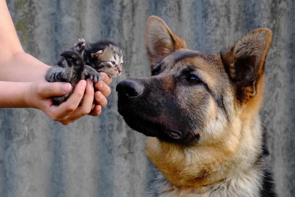 Amazing animals helping and rescuing other species, including dogs, elephants, dolphins, gorillas, and other wildlife showing compassion and cooperation