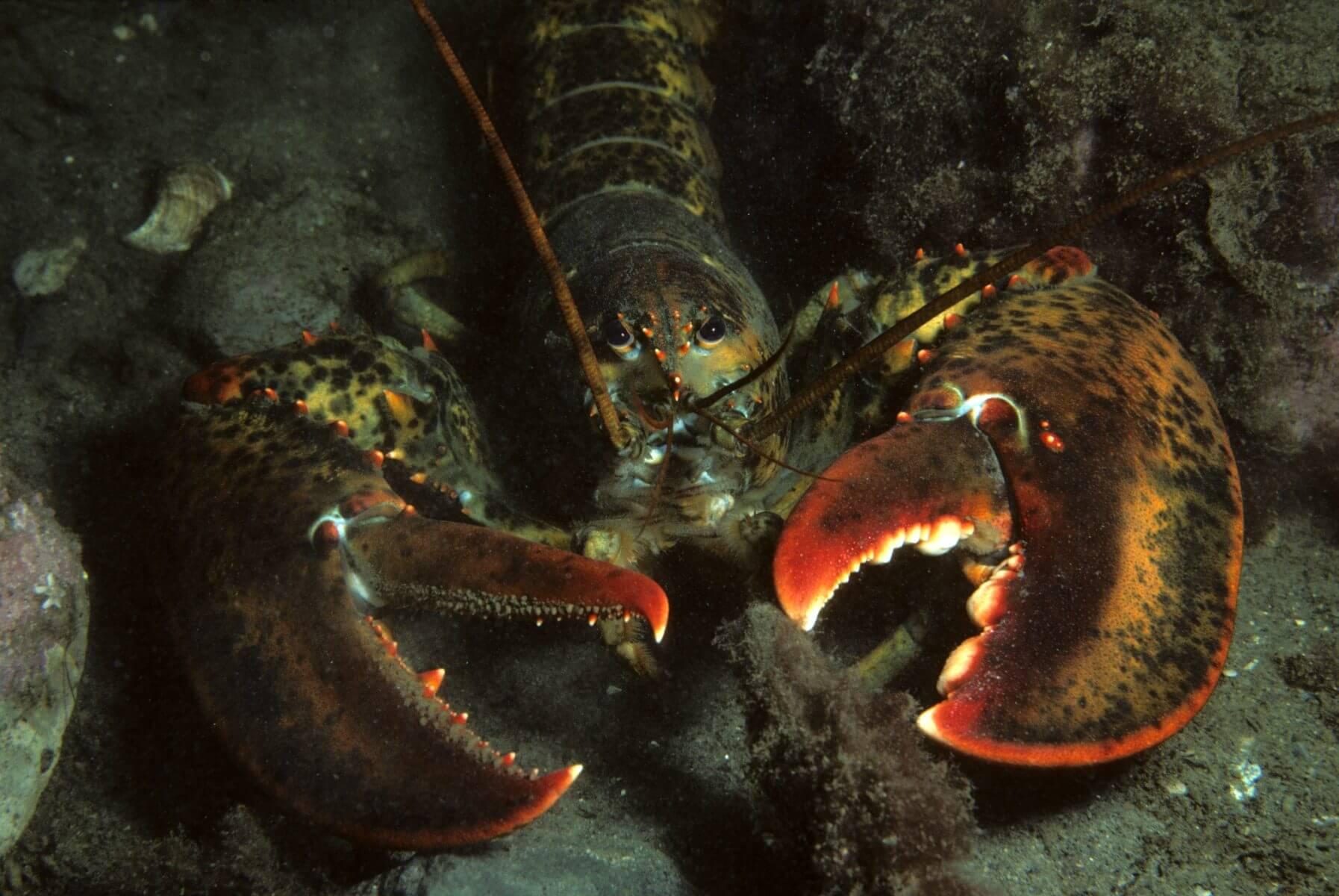 Fisherman displaying an unusually large lobster catch
