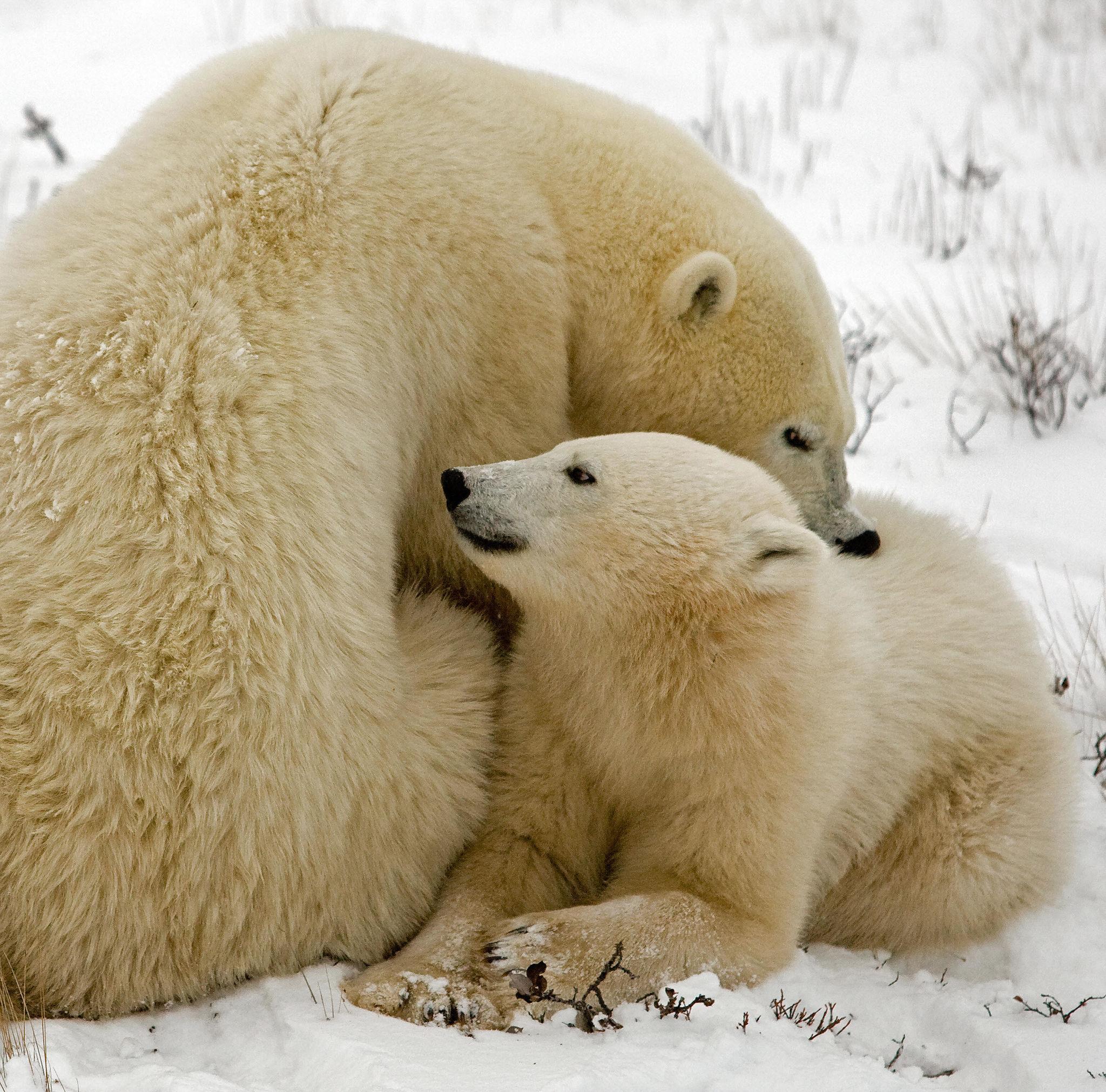 Polar bear mother caring for cub