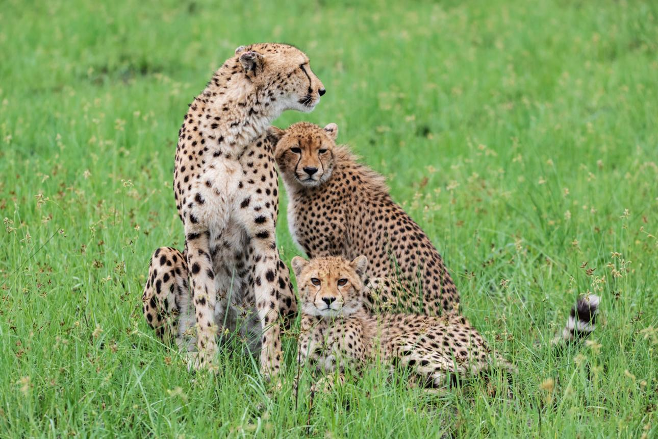 Adult cheetah with two cubs resting together in a lush green grassland, showcasing their distinctive spotted coats in a natural wildlife habitat.