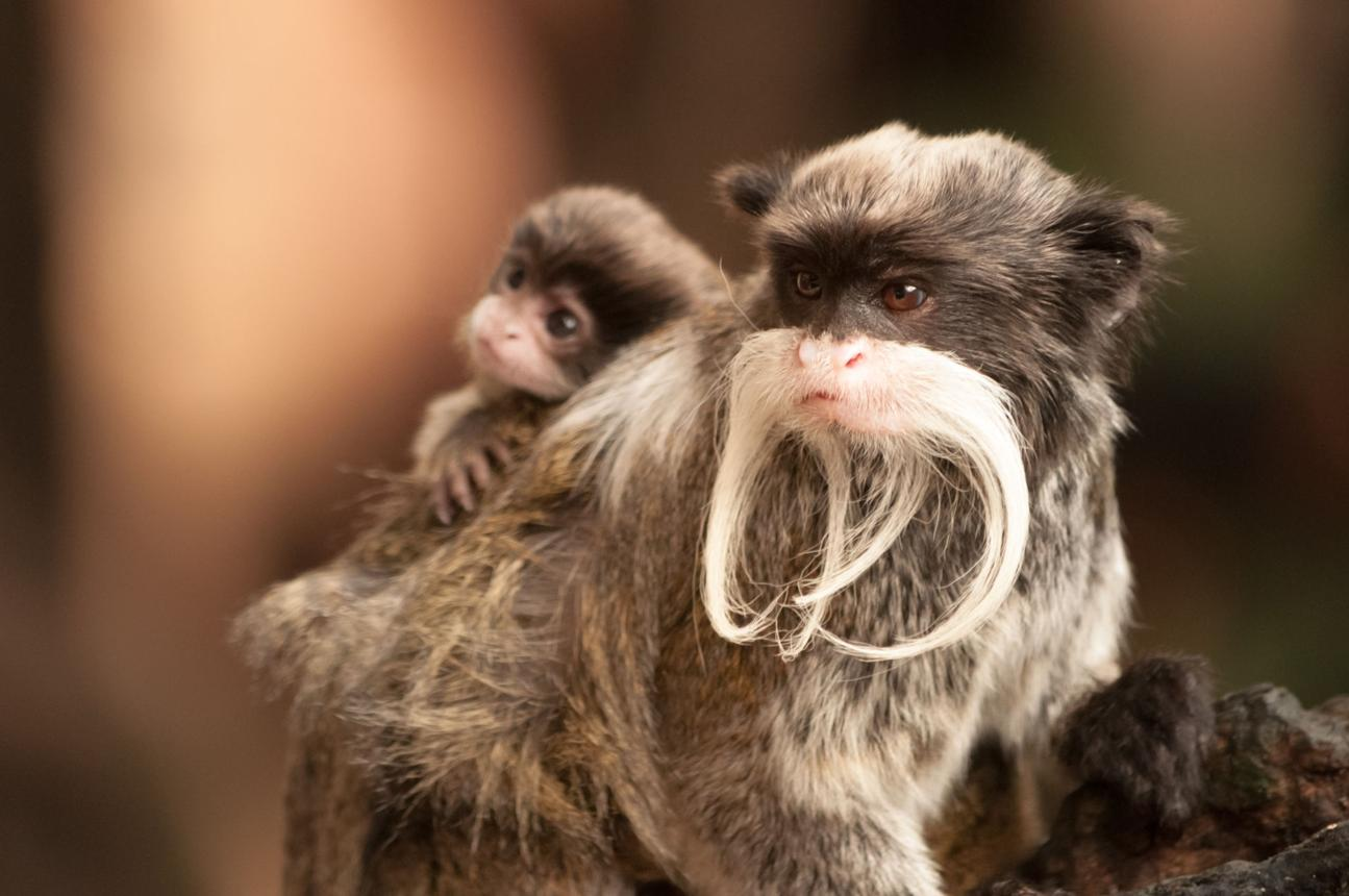 Adult emperor tamarin with distinctive long white mustache carrying a baby tamarin on its back in a rainforest environment.