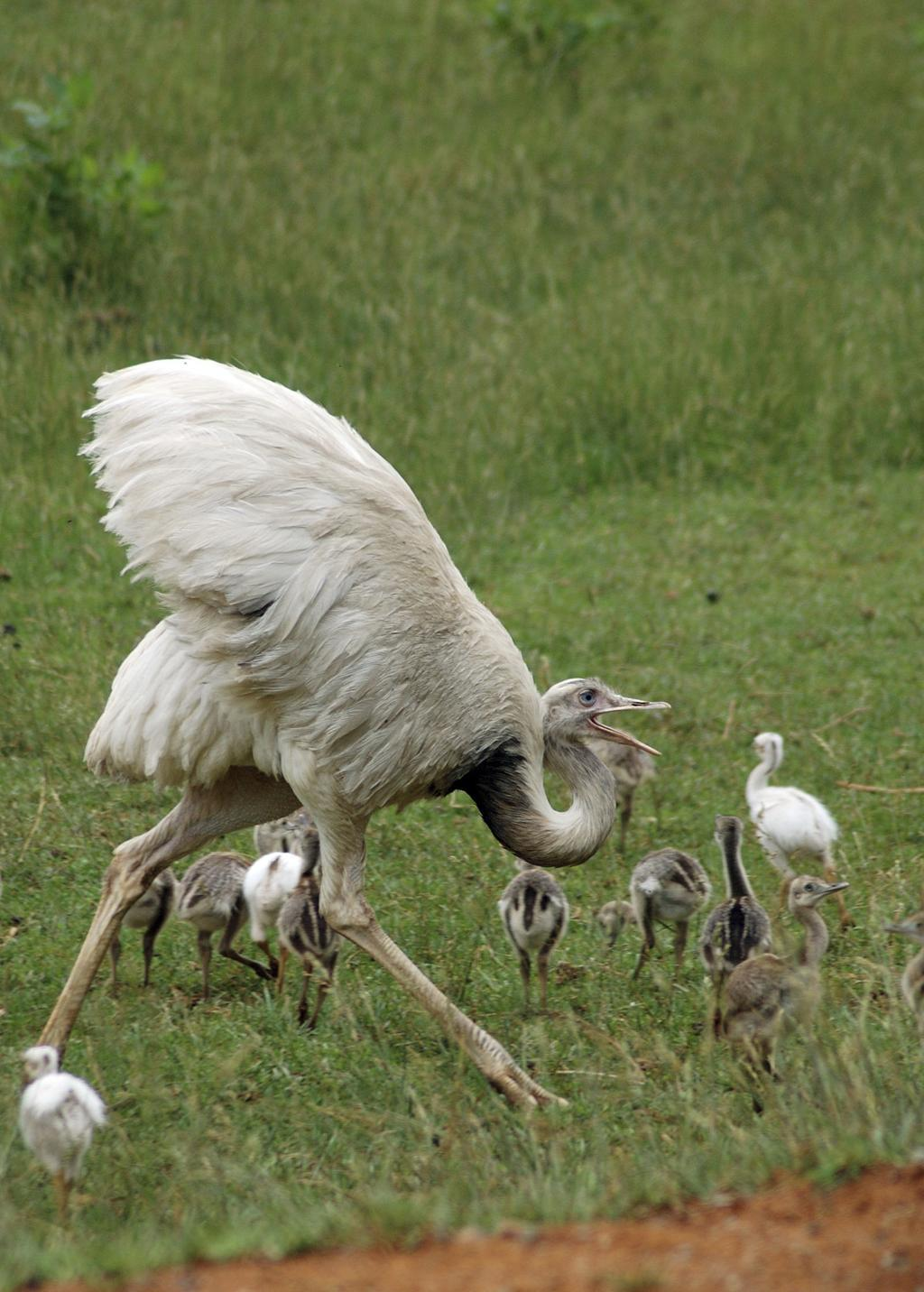 Adult rhea bird guarding a large group of chicks while walking across a grassy field in a natural wildlife setting.