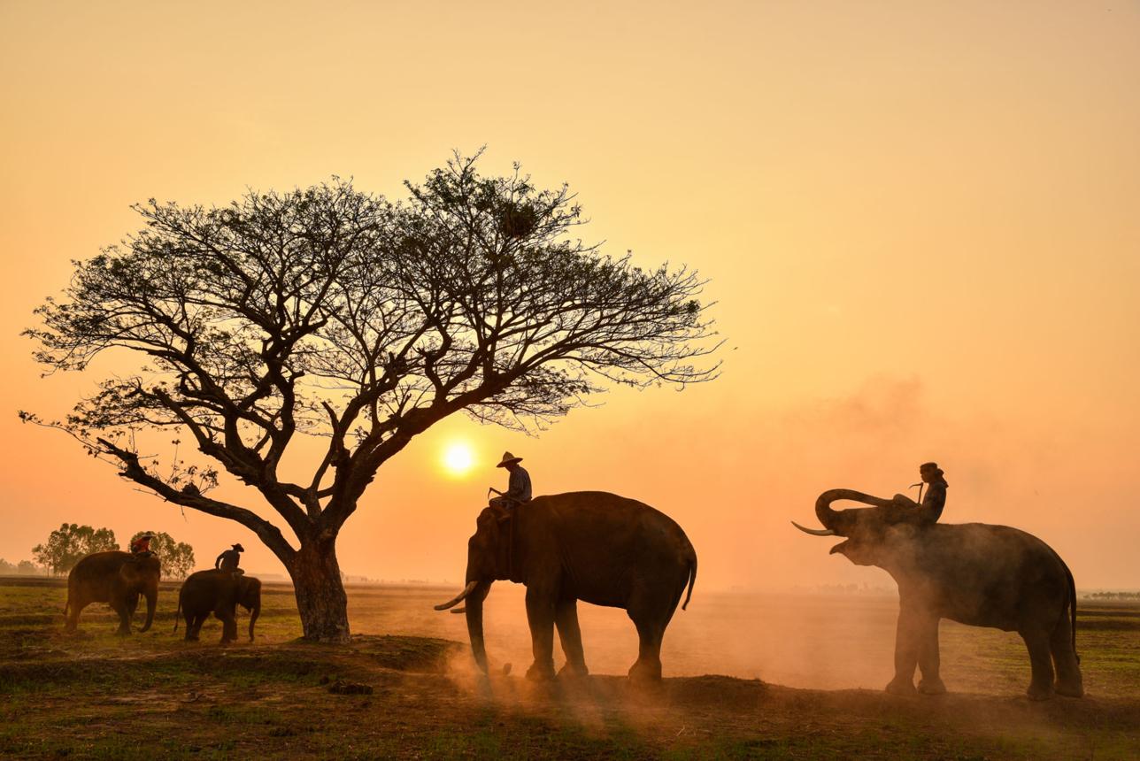 Alt-text: Wild elephants entering villages and farmland in Asia at night