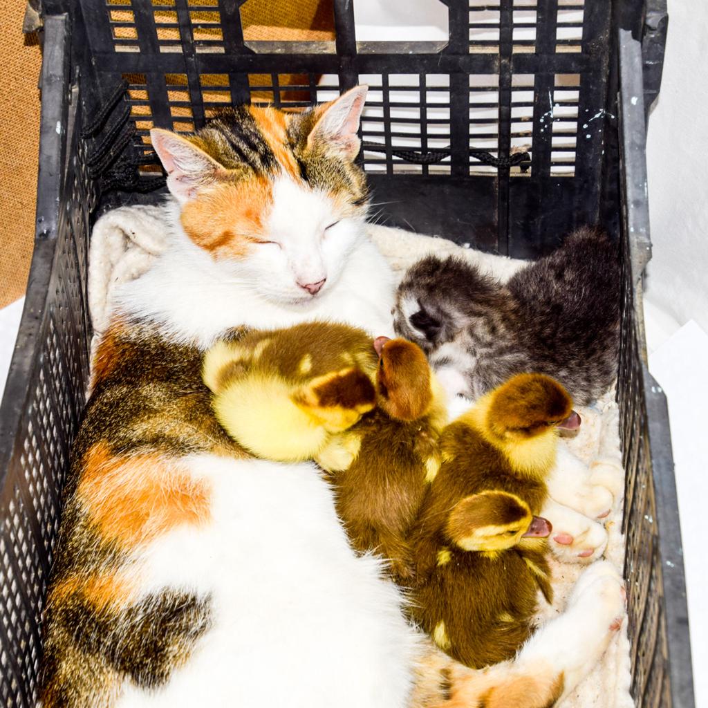Mother cat resting peacefully with a group of adopted ducklings