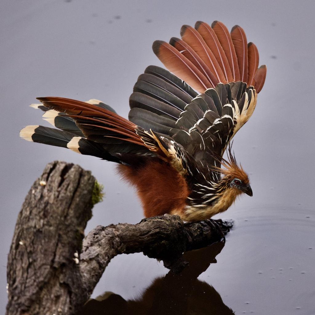 Adult hoatzin perched beside an Amazon river
