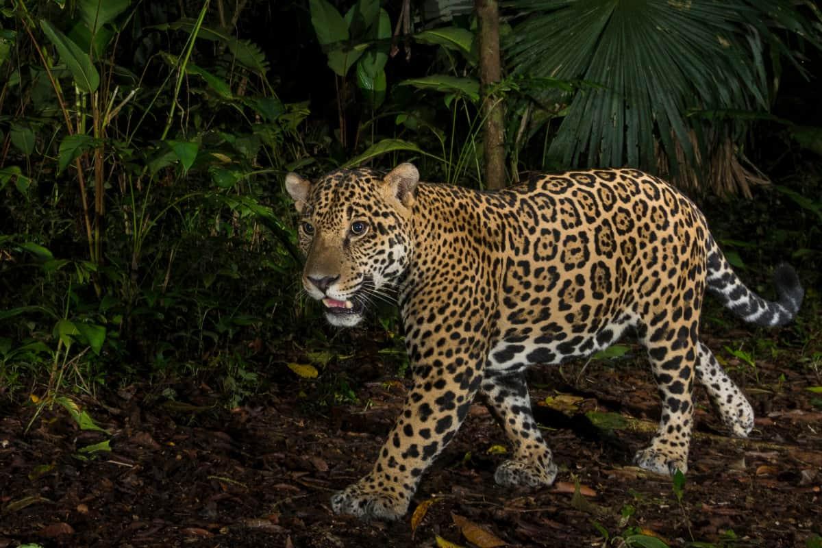 Jaguar walking silently through the Amazon rainforest.