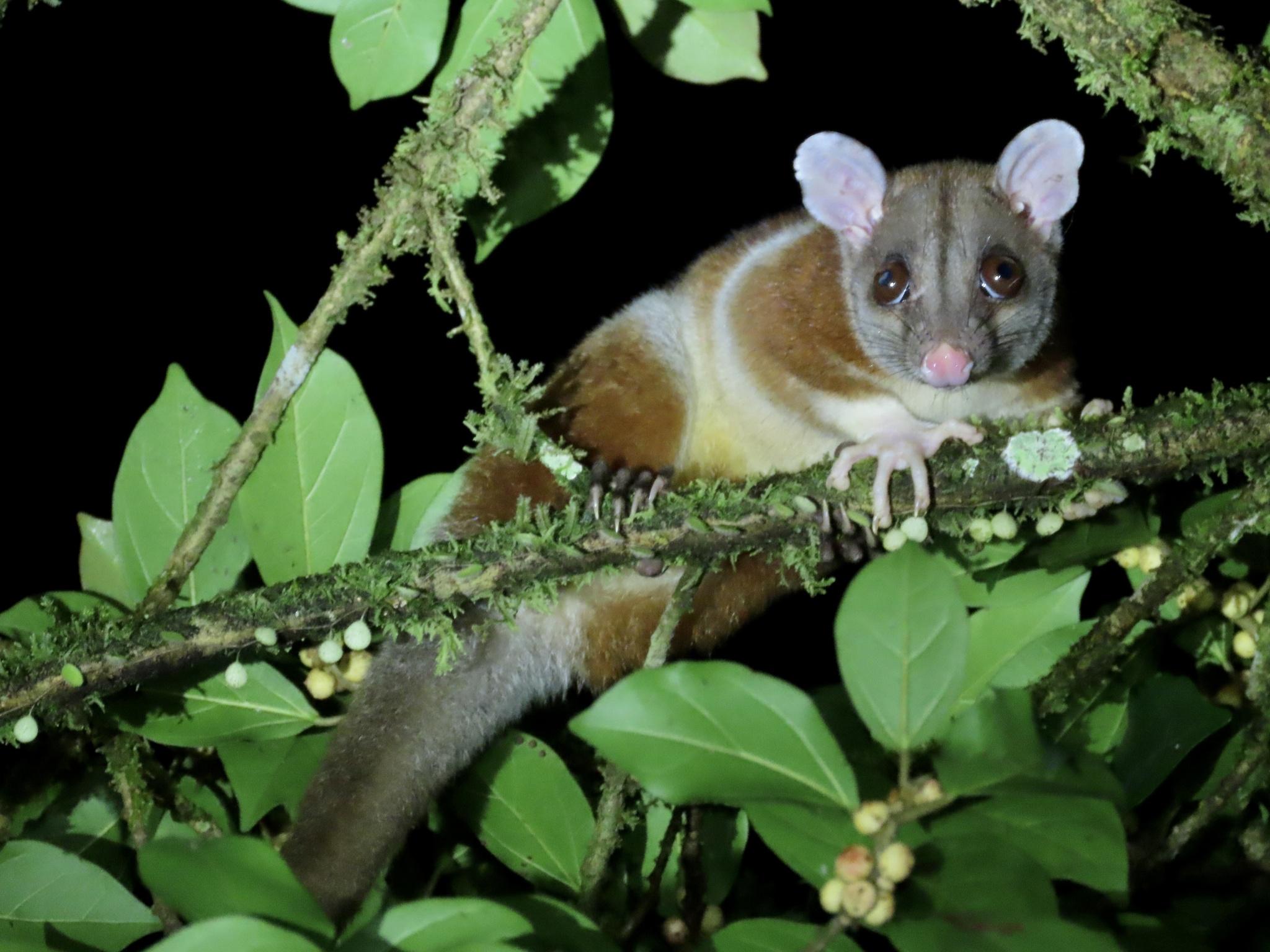 Woolly opossum climbing through rainforest branches at night